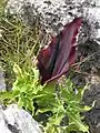 Dracunculus vulgaris num habitat rochoso.