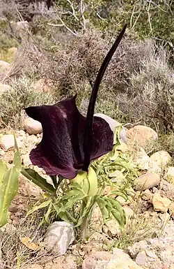 Dracunculus sp. em Creta.