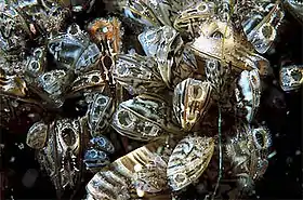 Mexilões-zebra debaixo de água com as conchas abertas, respirando, com sifões visíveis.