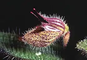 Dresslerella pilosissima