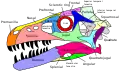 Crânio de Dromaeosaurus