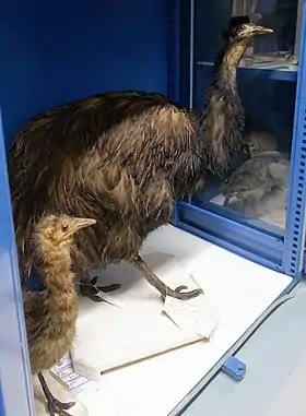 Espécime empalhado no Museu Nacional de História Natural de Paris.