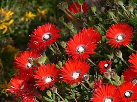 Drosanthemum speciosum