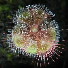 Drosera burmannii from Humpty Doo, Australia.