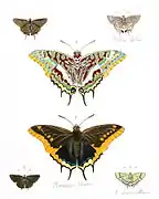 Charaxes e outras borboletas
