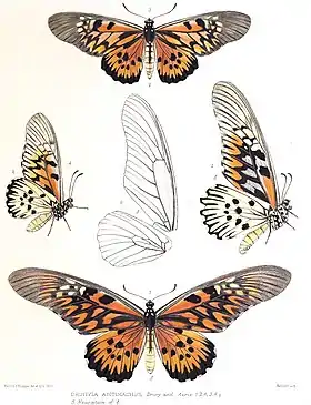 Ilustração do macho (abaixo) e fêmea (acima) de P. antimachus, vista superior e inferior-lateral, com sua antiga denominação: Druryia antimachus.
