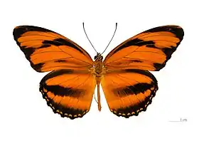 D. phaetusa, vista superior.