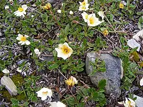 Dryas octopetala