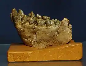 Fragmento mandibular de  D. fontani , Saint-Gaudens, França