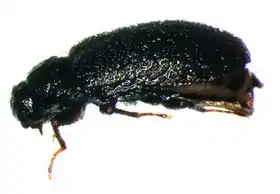 Dryops similaris