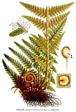 Dryopteris filix-mas.