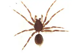 Duripelta sp.