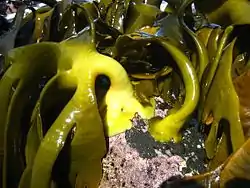 Durvillaea poha (Second Bay, Otago, Nova Zelândia).