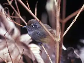 Dysithamnus mentalis