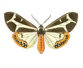 Dysschema mariamne ♂