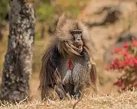 Um macho gelada