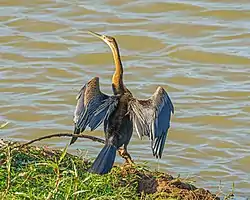 Anhinga rufa