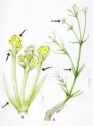 Eamesia, mostrando o cone masculino (B)