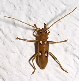 Eburia quadrigeminata