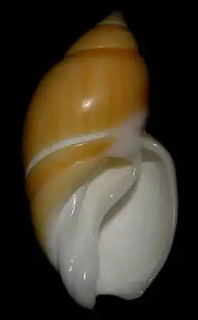 Vista inferior da concha de Eburna lienardii. Espécime de Icapuí, Ceará, Brasil.