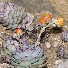 Echeveria derenbergii