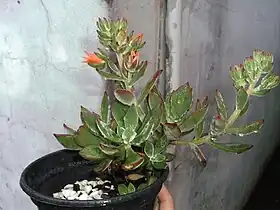 Echeveria pulvinata na inflorescência