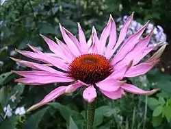 Echinacea purpurea Maxima.