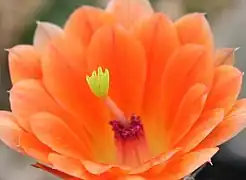Estigma esverdeado com lóbulos ainda fechados de Echinocereus scheeri var. obscuriensis.