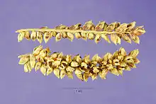 Grãos de Echinochloa pyramidalis