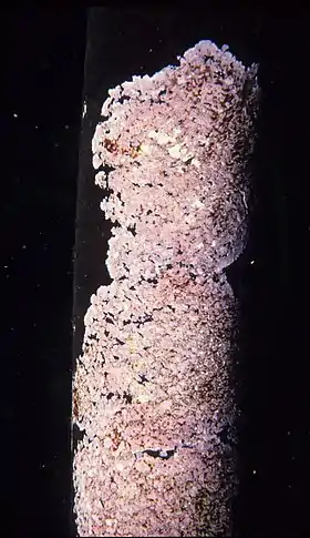 Synarthrophyton eckloniae