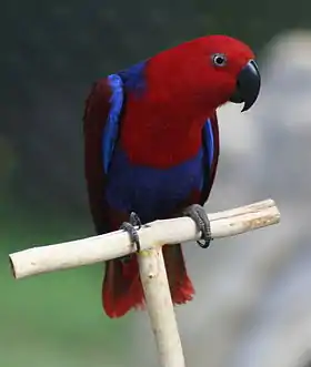Fêmea de Eclectus roratus