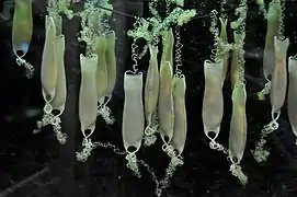 Bolsa de sereia de Scyliorhinus canicula.