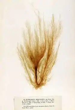 Ectocarpus siliculosus.