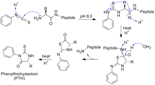 Edman Degradation with generic amino acid peptide chain