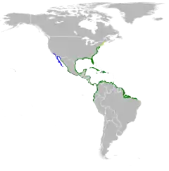 Distribuição geográfica de E. tricolor&nbsp;&nbsp;&nbsp;&nbsp;&nbsp;Período de acasalamento&nbsp;&nbsp;&nbsp;&nbsp;&nbsp;Todo o ano&nbsp;&nbsp;&nbsp;&nbsp;&nbsp;Período de invernagem