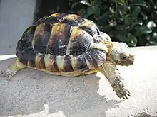 Testudo kleinmanni, Egito e Líbia.