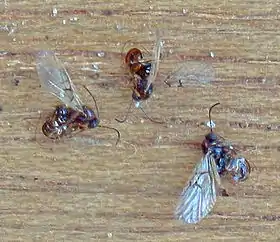 Neuroterus albipes, em galhas de Quercus robur