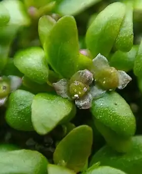 Elatine hexandra (flor).