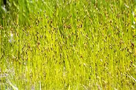 Eleocharis uniglumis