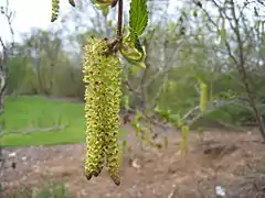 Amentilho masculino de Alnus viridis.