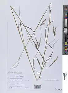 Elymandra sendo apresentada cientificamente