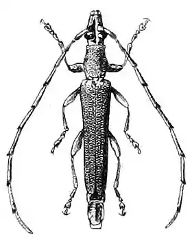 Emenica nigripennis