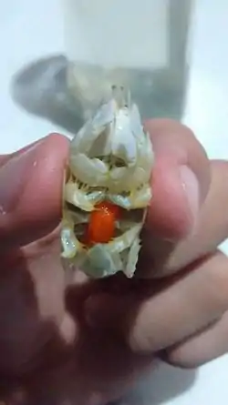 Fêmea com ovos, da Praia de Itapema