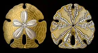 Encope emarginata (face aboral e face oral) desenhado por Ernst Haeckel em Formes artistiques de la nature (1904).