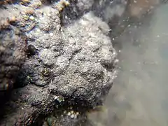 Formação de uma concreção ("Sèvre niortaise")