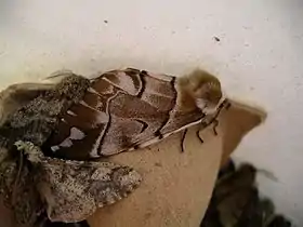 Endromis versicolora