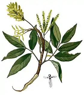 Engelhardia spicata.