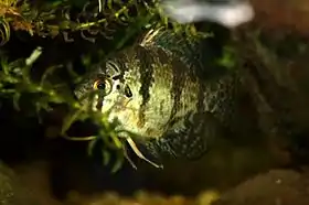 Peixe-sol de bandas pretas (E. chaetodon)