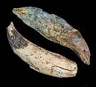 Entelodon magnus MHNT