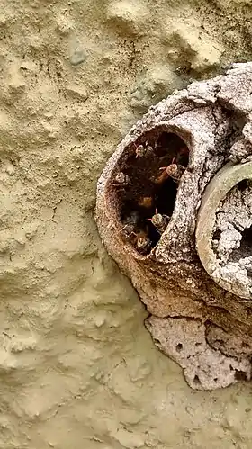 Entrada de colméia de Irai